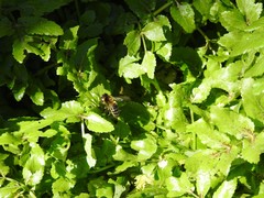Apis mellifera