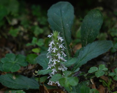 Ajuga nipponensis