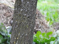 Certhia brachydactyla