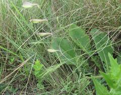 Silene burchellii