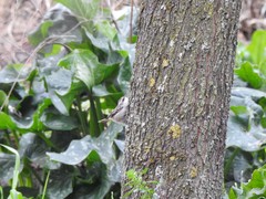 Certhia brachydactyla