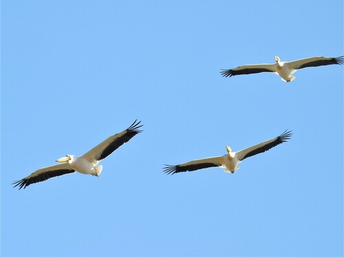 iNaturalist: (c) syrymbet, some rights reserved (CC BY-NC) iNaturalist image