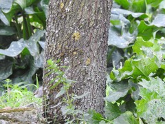 Certhia brachydactyla