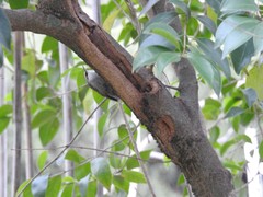 Certhia brachydactyla