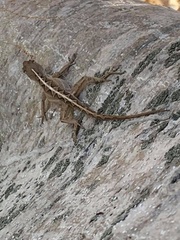Anolis sagrei