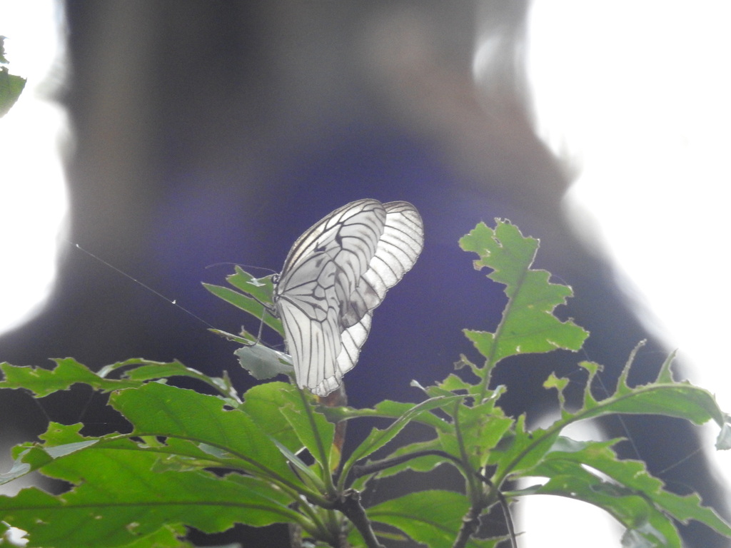 Idea blanchardii (Idea blanchardii)