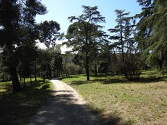 Cedrus