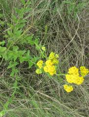 Nidorella auriculata