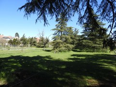 Cedrus