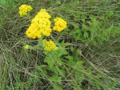 Nidorella auriculata