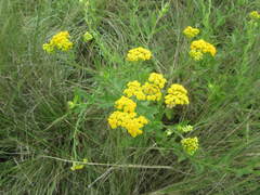 Nidorella auriculata