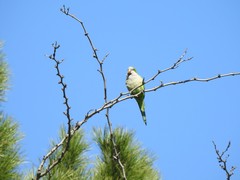Myiopsitta monachus