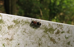 Bischoffitilla ardescens
