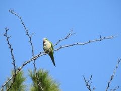 Myiopsitta monachus