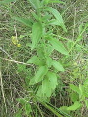 Nidorella auriculata