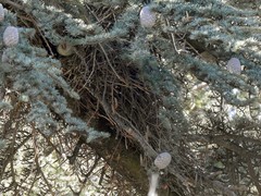 Myiopsitta monachus