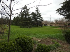 Cedrus