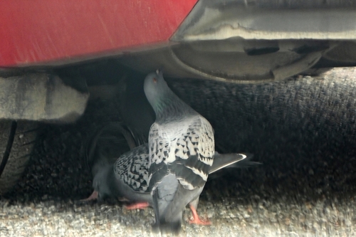 Feral Pigeon