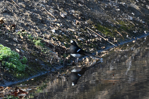White-crowned Forktail