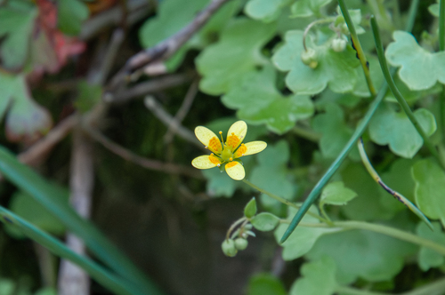 Ivy-leaved Saxifrage (Saxifraga cymbalaria)