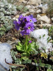 Primula algida
