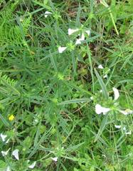 Leucas lavandulifolia