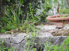 Phylloscopus collybita