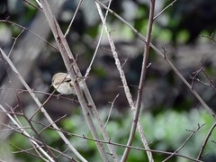 Phylloscopus collybita