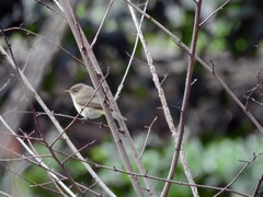 Phylloscopus collybita