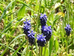 Muscari neglectum