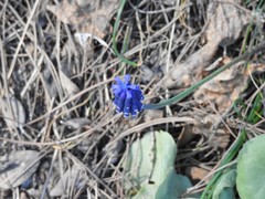 Muscari neglectum