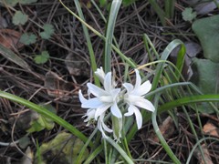 Ornithogalum nutans