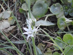 Ornithogalum nutans