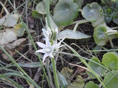Ornithogalum nutans