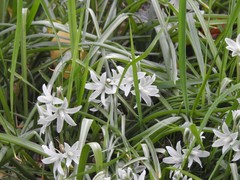 Ornithogalum nutans