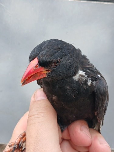 Red-billed Buffalo-Weaver