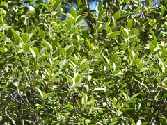 Phillyrea latifolia