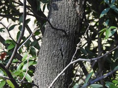 Phillyrea latifolia