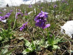 Primula algida