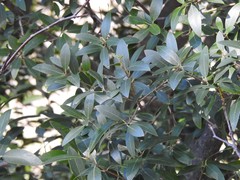 Phillyrea latifolia