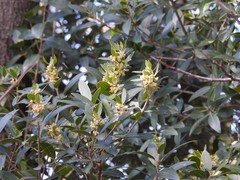 Phillyrea latifolia