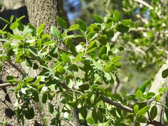 Phillyrea latifolia