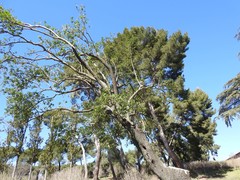 Phillyrea latifolia