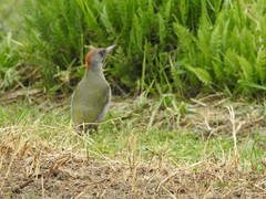 Picus sharpei