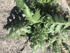 Smallanthus uvedalia