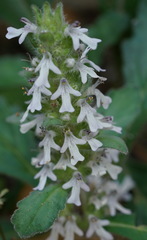 Ajuga nipponensis