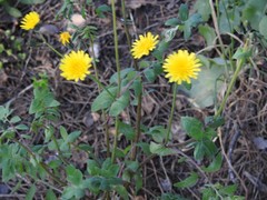 Sonchus tenerrimus