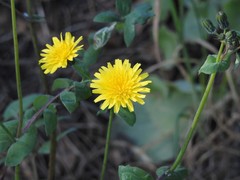 Sonchus tenerrimus