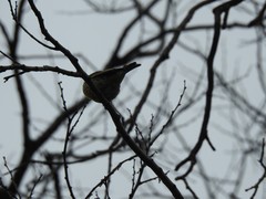 Serinus serinus