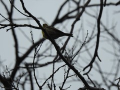 Serinus serinus
